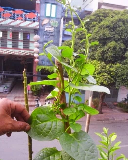[HCM]Hạt giống mùng tơi dây leo dễ trồng