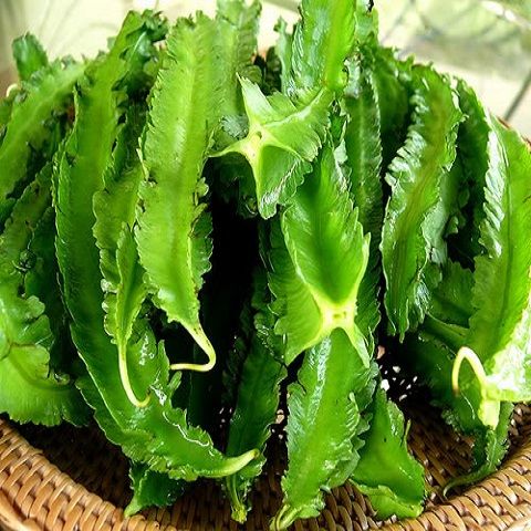 Hạt Giống Đậu Rồng