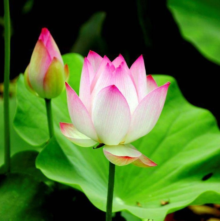 Hạt giống hoa sen ta Tây Hồ: Hạt giống hoa sen Tây Hồ đã được trồng và truyền lại qua nhiều thế hệ với niềm đam mê sâu sắc trong trái tim của người dân Việt Nam. Hình ảnh này sẽ khiến bạn cảm thấy được sự tươi vui và tình yêu dành cho loại hoa đặc biệt này.