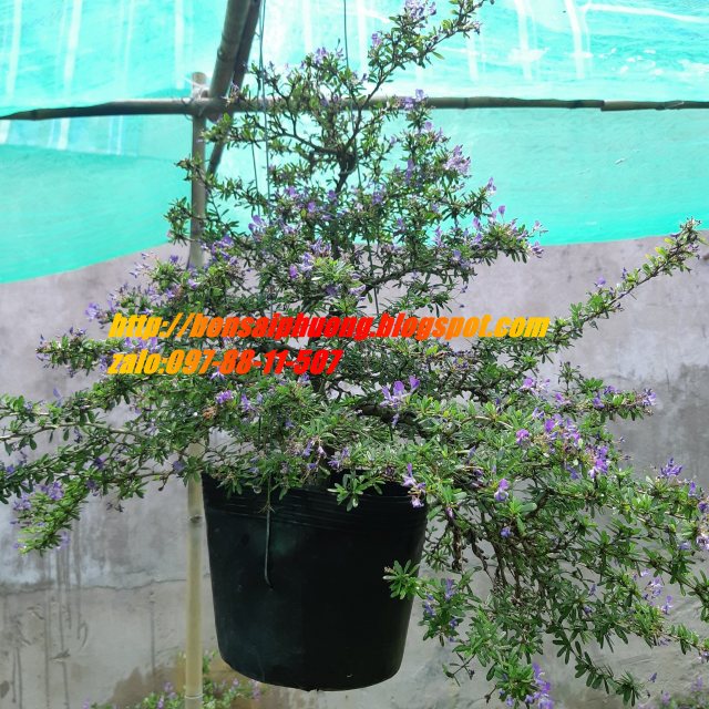 linh sam siêu bông gốc trung