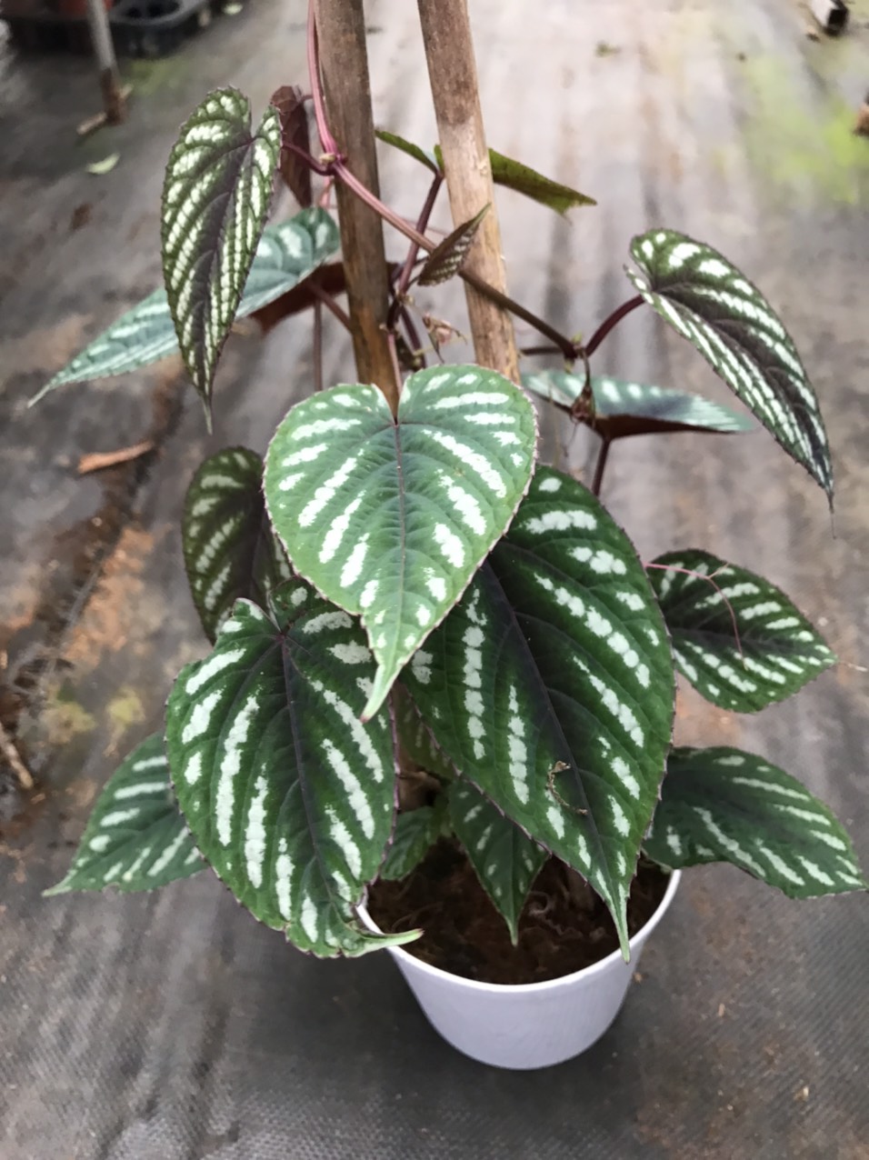 Cây Hồ Đăng - Rex Begonia Vine