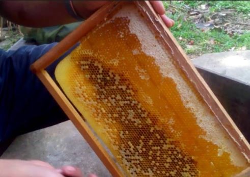 mật ong phúc khang - combo 3 chai mật ong rừng tây bắc phúc khang - mỗi chai 350g - tặng 1 hộp trà sâm- mật ong nguyên chất - đạt chuẩn xuất khẩu - không nhiễm hóa chất , kháng sinh , kim loại nặng , chất bảo vệ thực vật 6