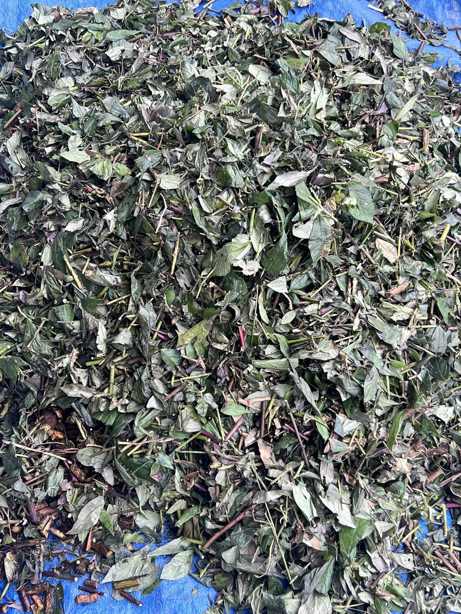 Cây bầu đất tím rừng , khô tự nhiên dùng làm trà giúp cải thiện nội tiết