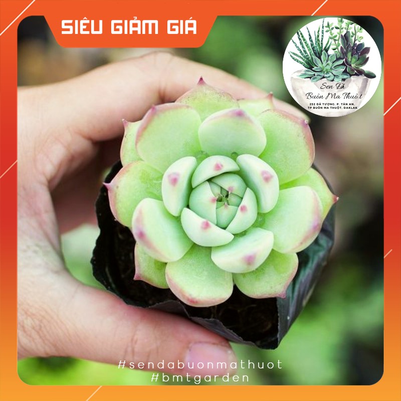 Sen đá bánh bao lửa ❤️[siêu đẹp]❤️ - Sen đá Buôn Ma Thuột - BMT Garden lỗi 1 đổi 1