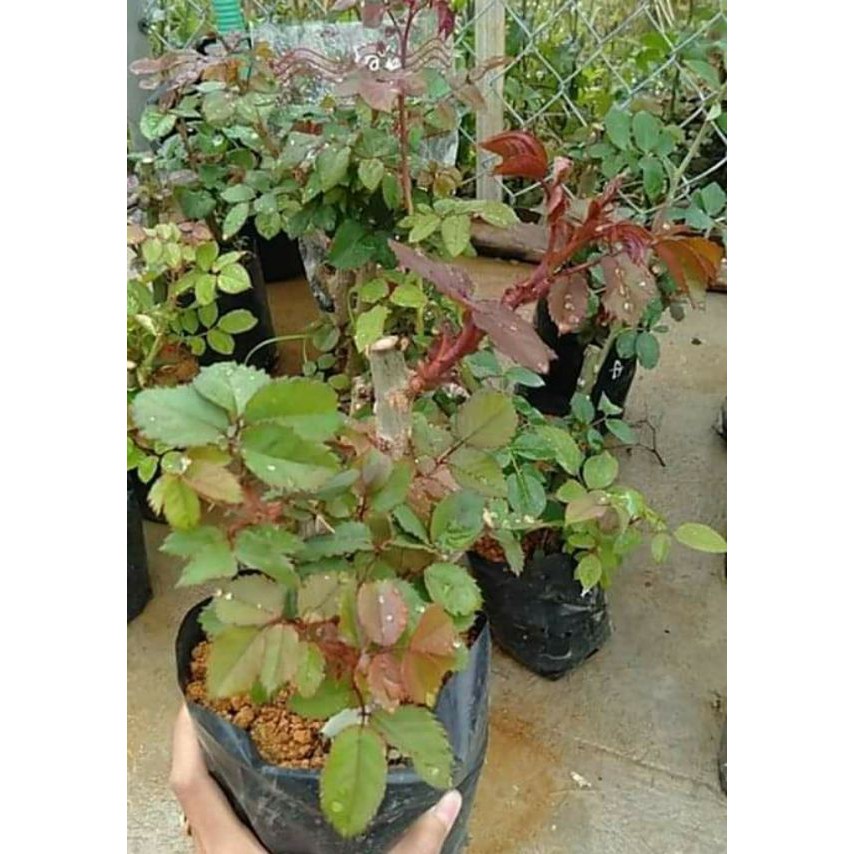 [FREESHIP - Xả Khô Máu] Gốc Hoa Hồng Già