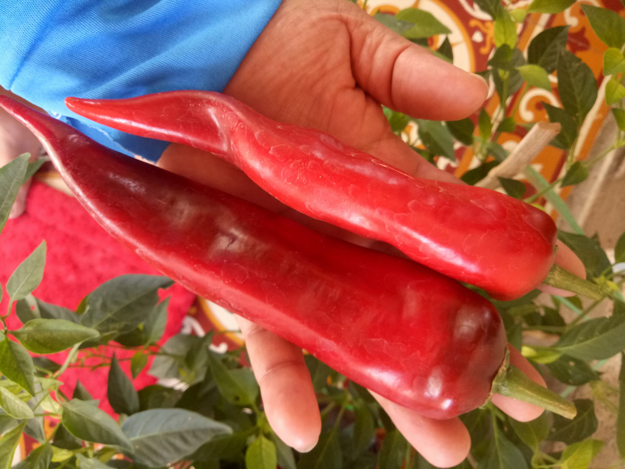 Combo 20 hạt ớt sừng bò (sừng trâu) khổng lồ