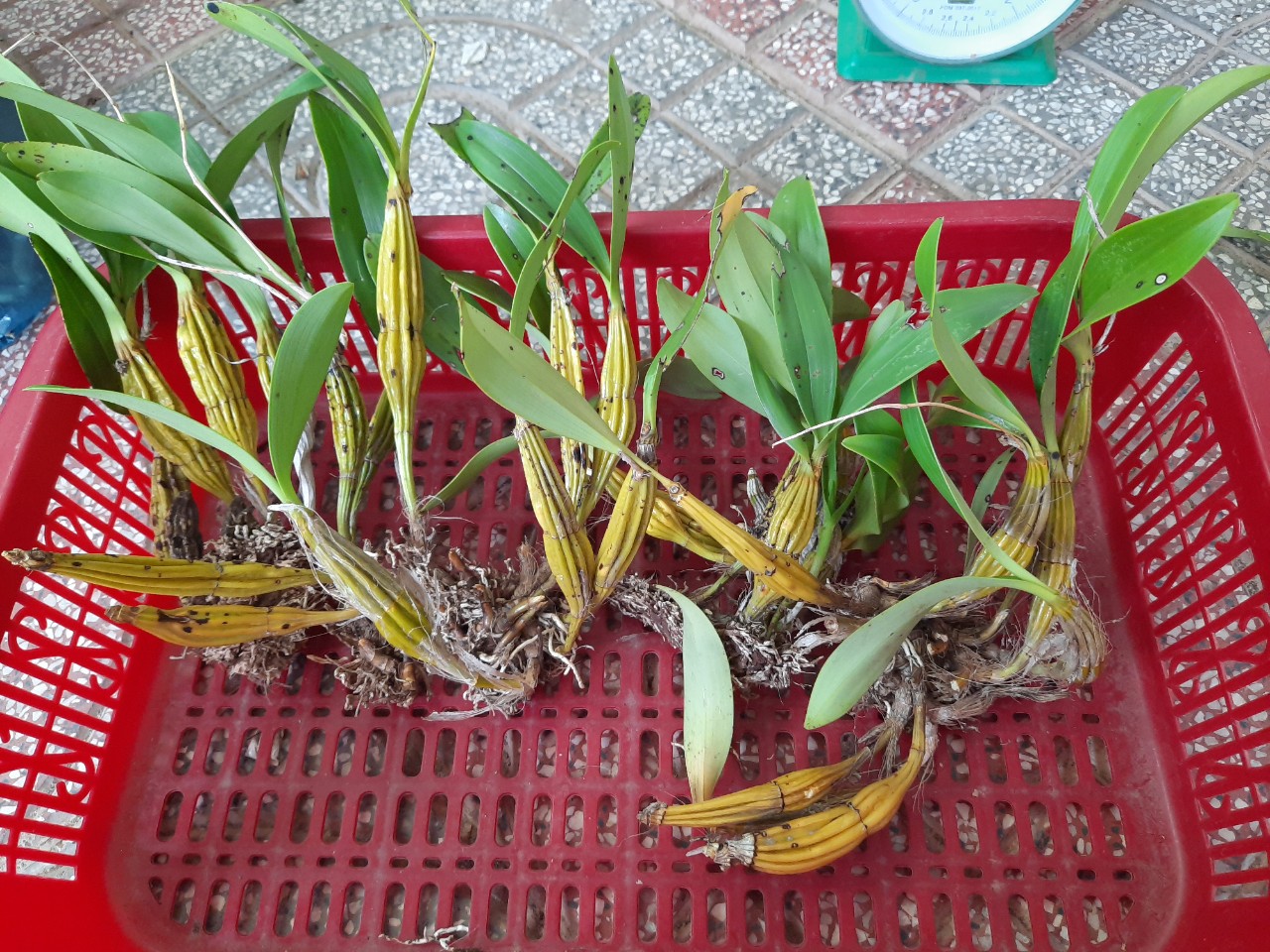 lan hoàng lạp bó 200g 55k hoa nở vào mùa hè