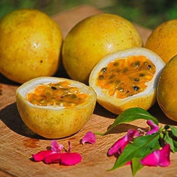 Cây chanh leo ngọt hoàng kim hương vị ổi