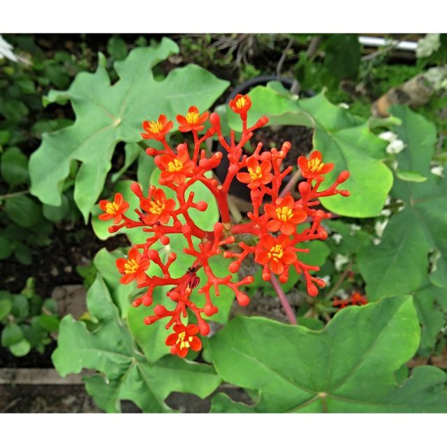 Cây sen tàu, mặt hàng đang được săn đón, chất lượng sản phẩm đảm bảo và cam kết hàng đúng mô tả