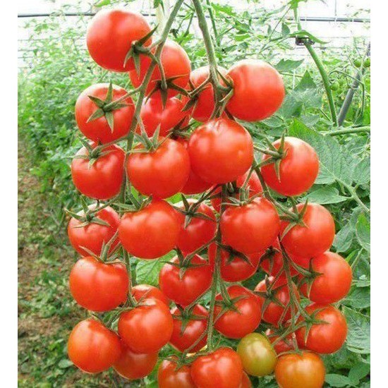 Gói 0.1g cà chua cherry - cà chua bi f1