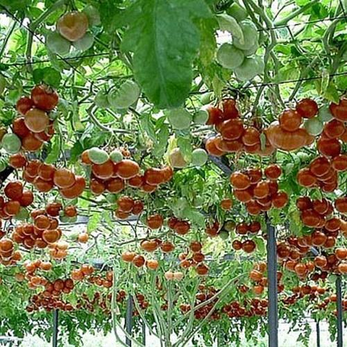 Hạt giống cà chua leo giàn f1. túi 10 hạt