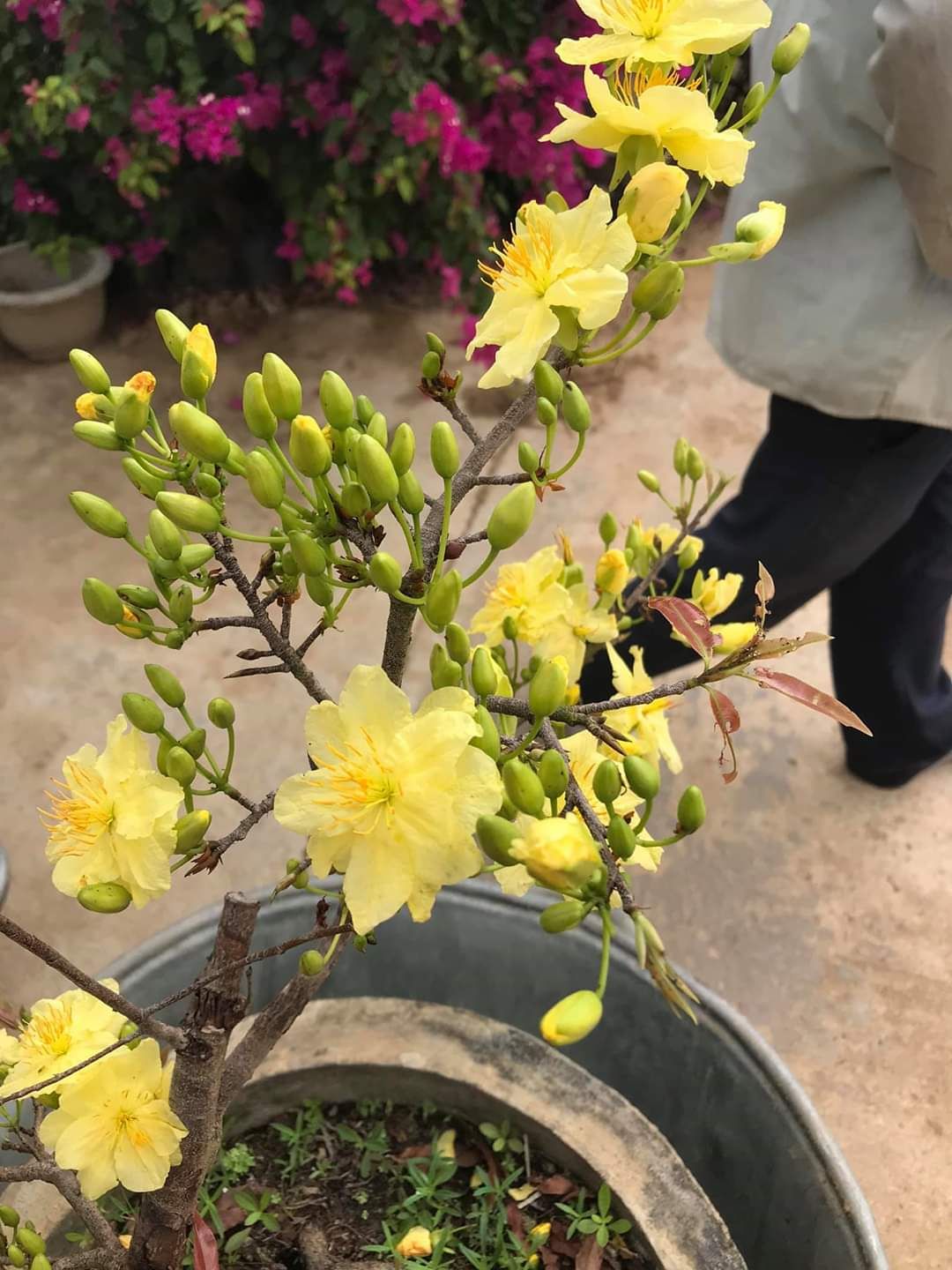 Mai Kem ( Cây Giống)