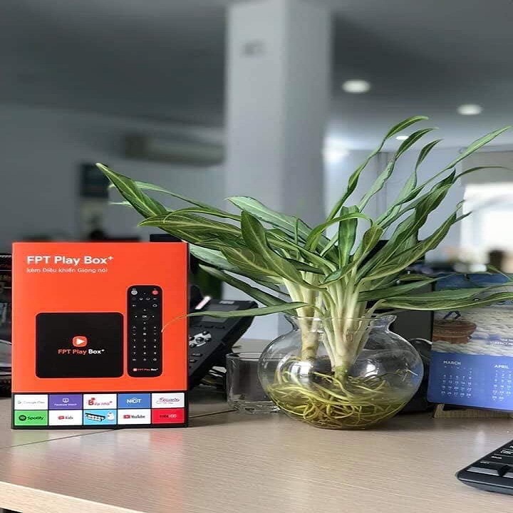 Fpt box play 2019