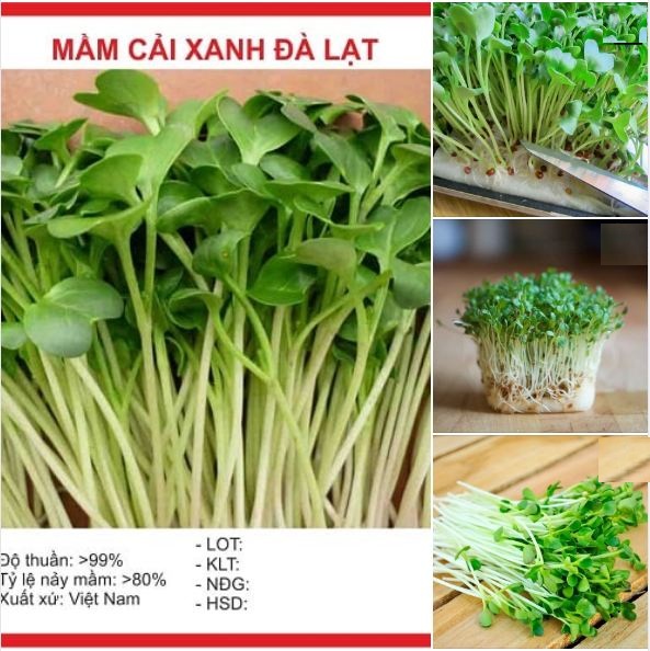 "Gói 50Gram "Hạt giống mầm cải xanh đà lạt [Seeds]