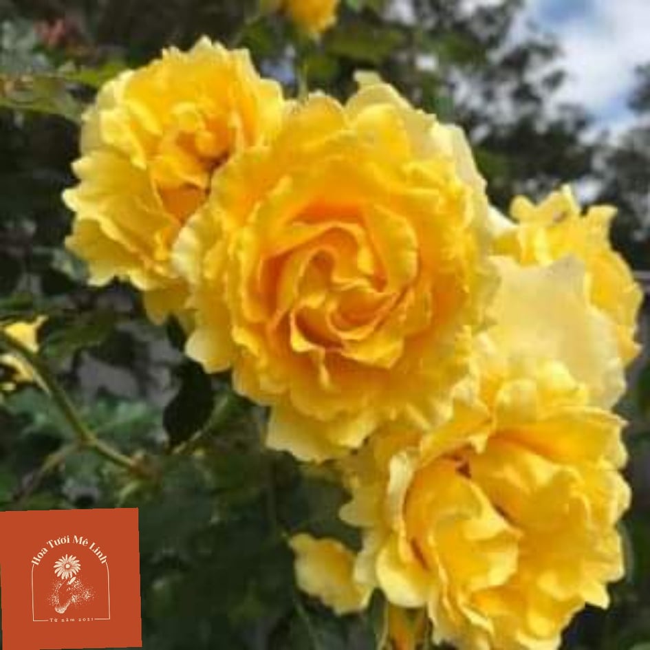 Hoa hồng cổ Sơn La vàng (leo) cực đẹp Giống hiếm -HoaTuoiMeLinh