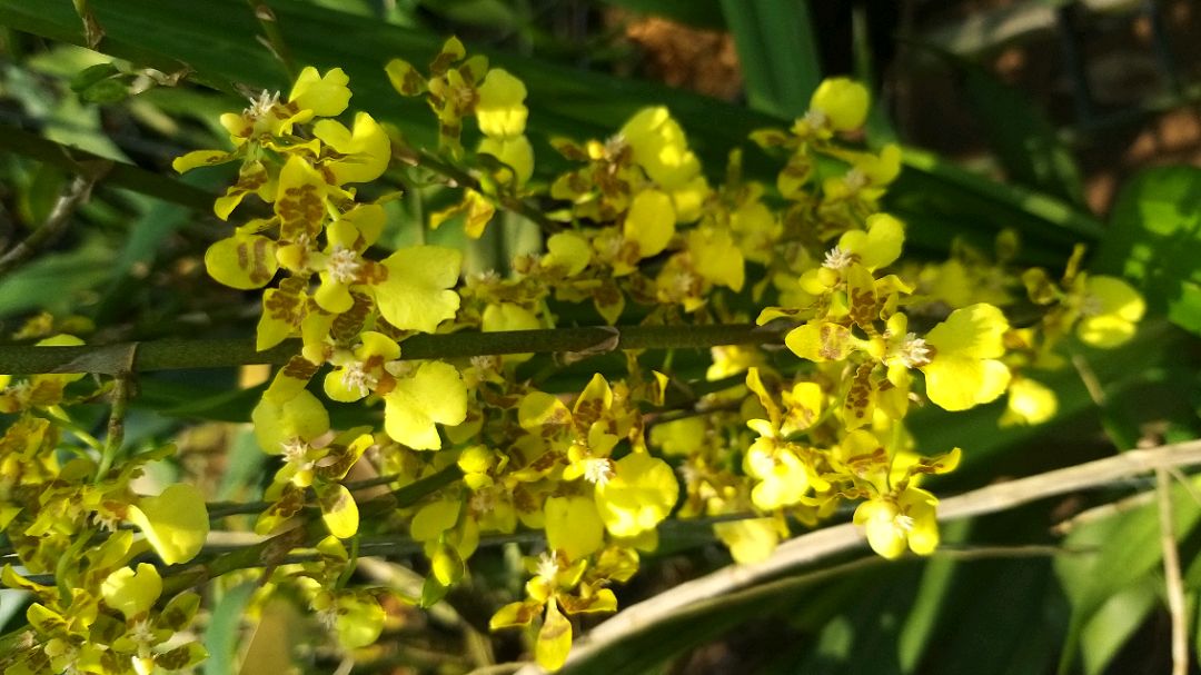 Vũ nữ mật ngọt chậu trưởng thành, củ to nhiều thân, gần cho hoa tiếp.