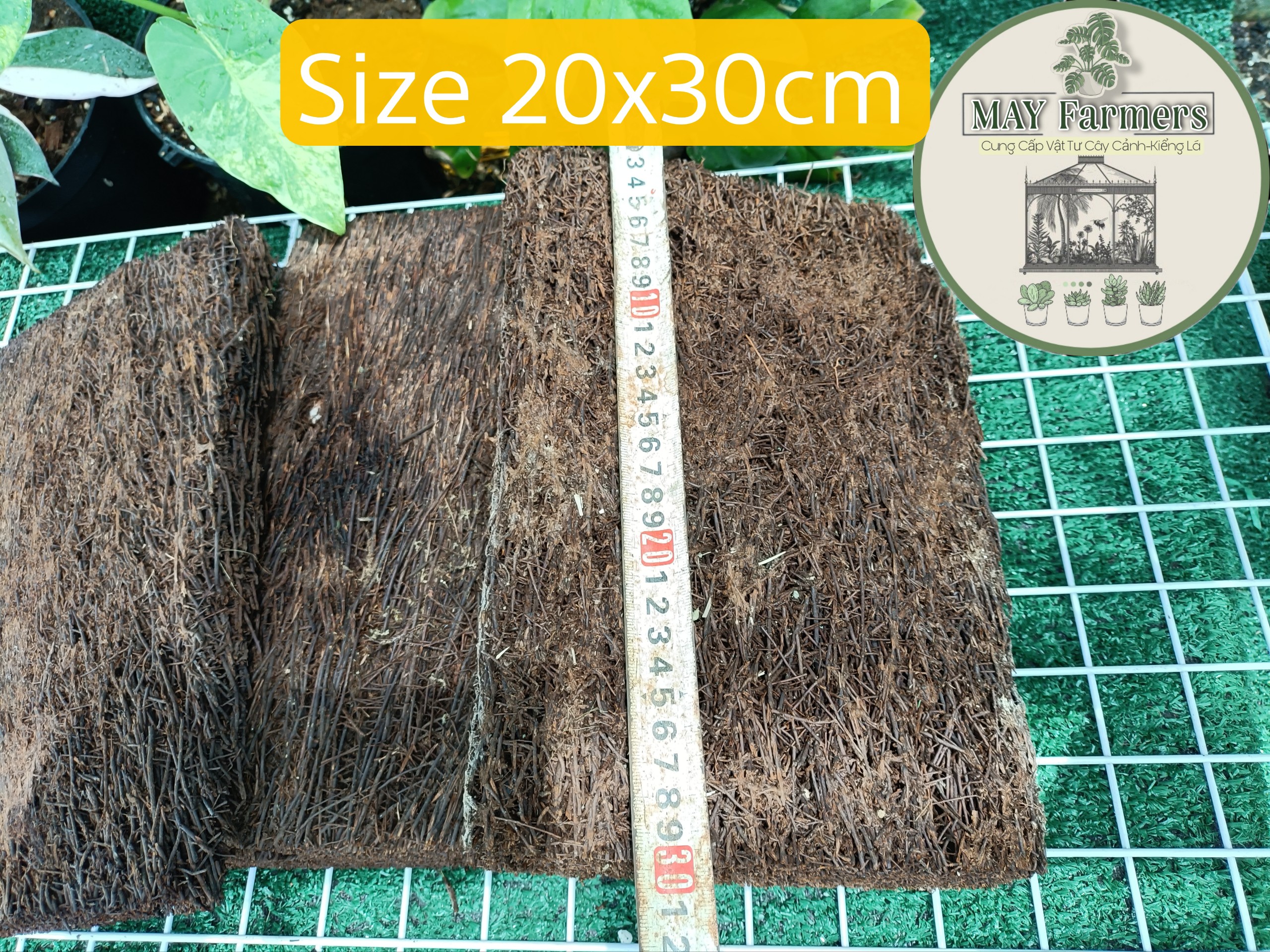 Dớn bảng size 20x30cm dùng cho ghép hoa lan - kiểng lá - cây cảnh