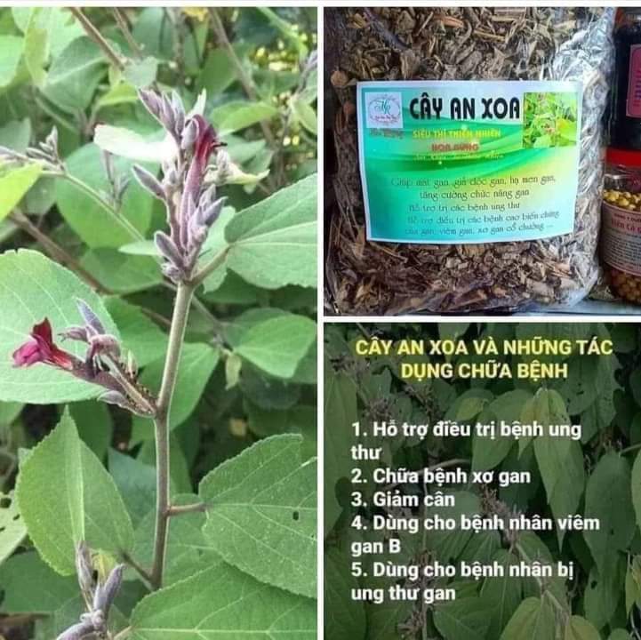 Cây an xoa phơi khô 500g dược liệu bảy núi an giang