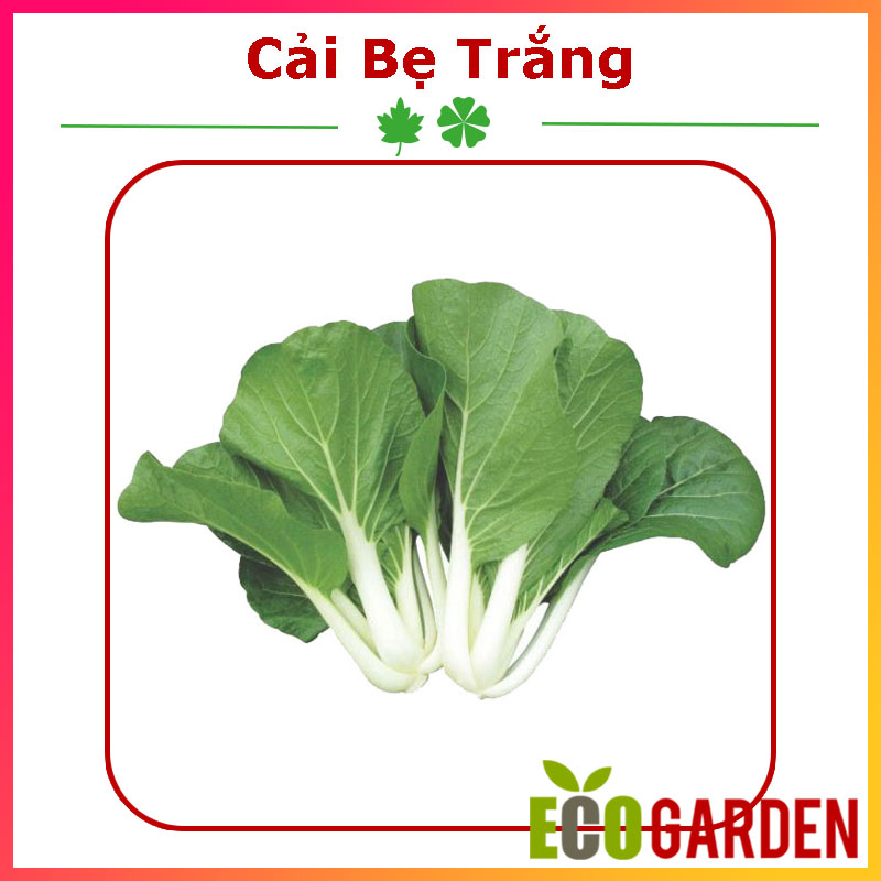 Hạt giống cải bẹ trắng - gói 20gam