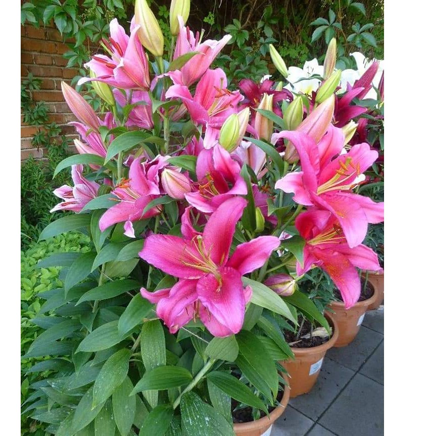 Combo 5 Củ Ly Thân cao Hoa Màu Hồng Rubi (Củ Ly Giống)