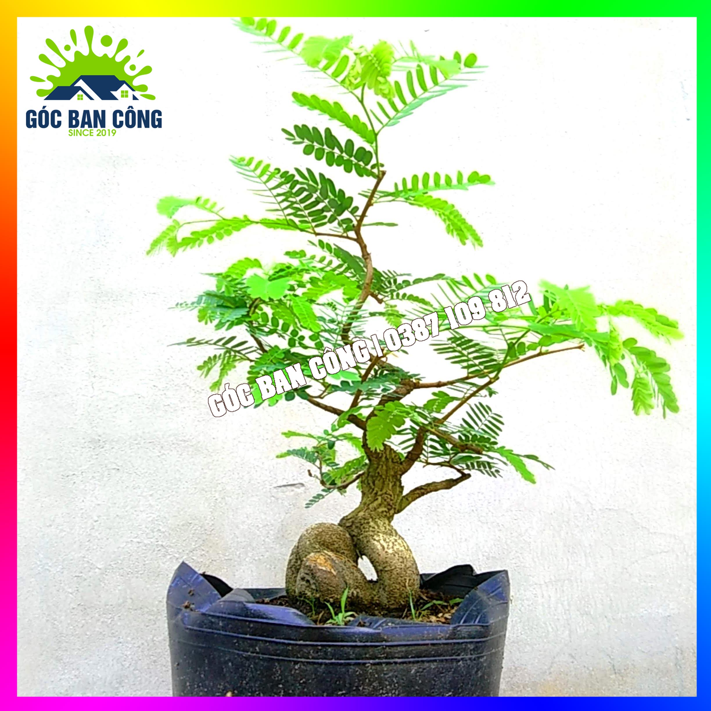 Cây me bonsai mini - mcbs05