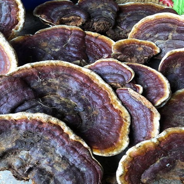 Nấm Linh Chi tự nhiên rừng Quốc gia Núi chúa _ hỗ trợ giảm cân , giúp giữ dáng , eo thon và da dẻ hồng hào nhờ thanh lọc cơ thể