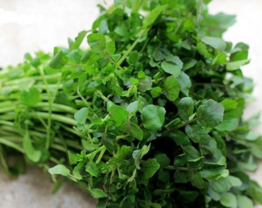 Hạt giống Xà Lách xoong mỹ tặng kích mầm