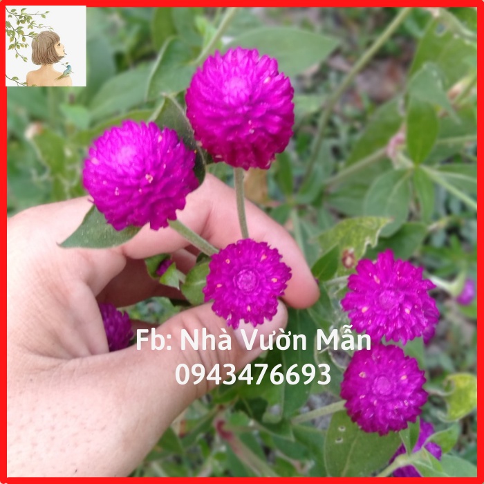 100 hạt hoa cúc bạch nhật tím