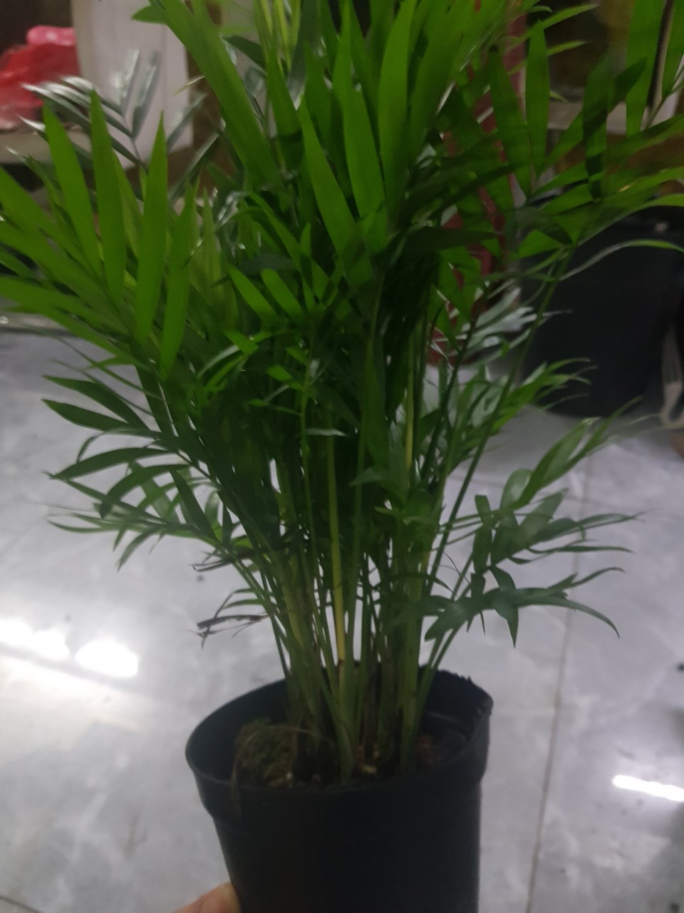 Combo cau tiểu trâm và cọ kiểng