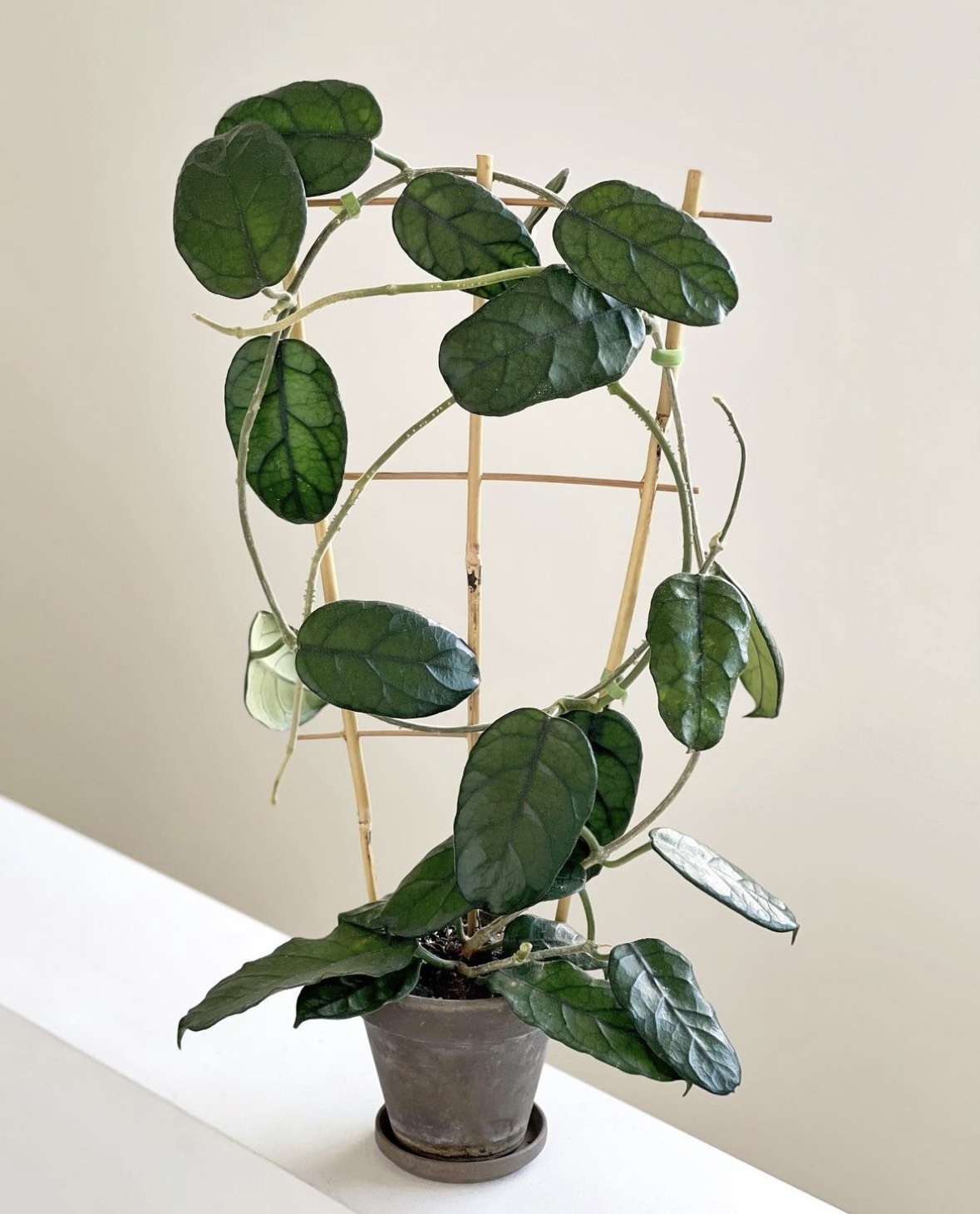 Cẩm cù Hoya Villosa/Globulosa Cao Bằng: Lá đẹp