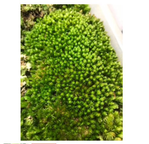 Rêu cusion chịu cạn