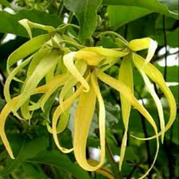 CÂY GIỐNG HOÀNG LAN(NGỌC LAN VÀNG)