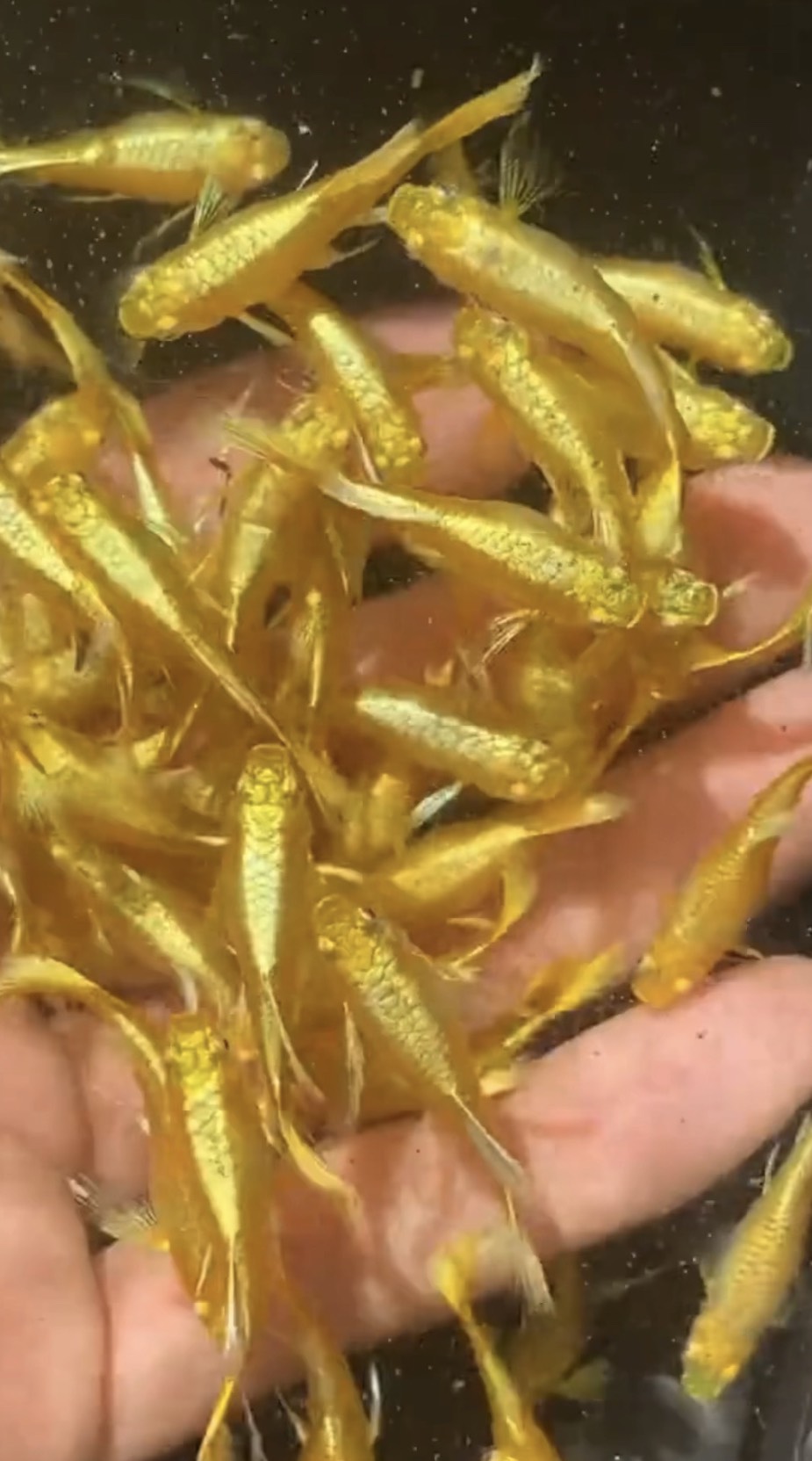 cá 7 màu cá 7 màu thủy sinh cá 7 màu full gold ribbon cá 7 màu đen cá 7