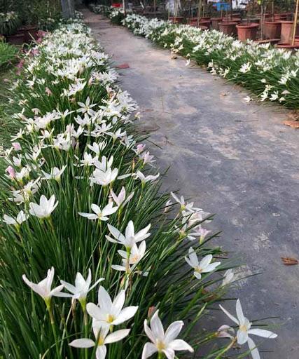 1 bầu 5 cây tóc tiên trắng - Số lượng có hạn