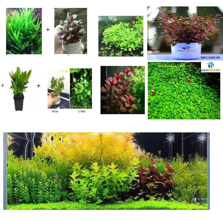 Combo 8 loại cây thủy sinh cắt cắm đẹp dùng cho bể có nền