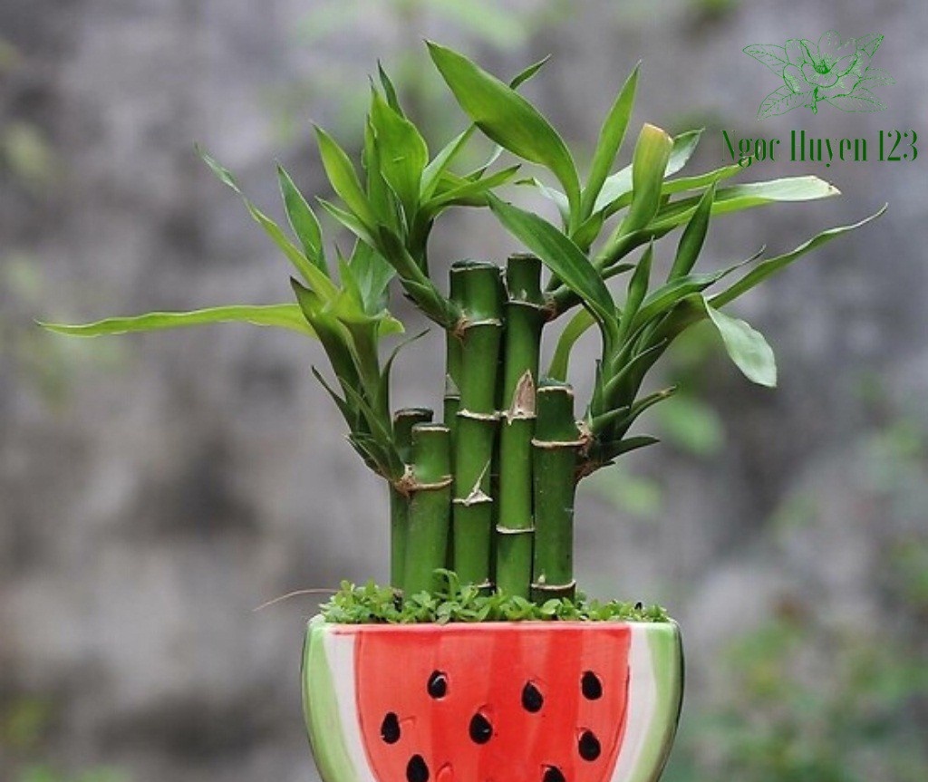 Cây phát tài phát lộc để bàn