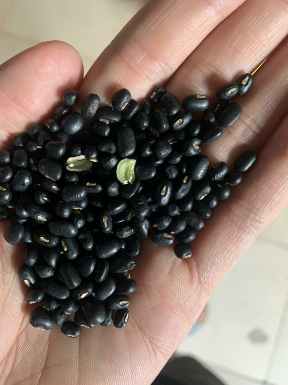 Đậu đen xanh lòng 55k/ kg