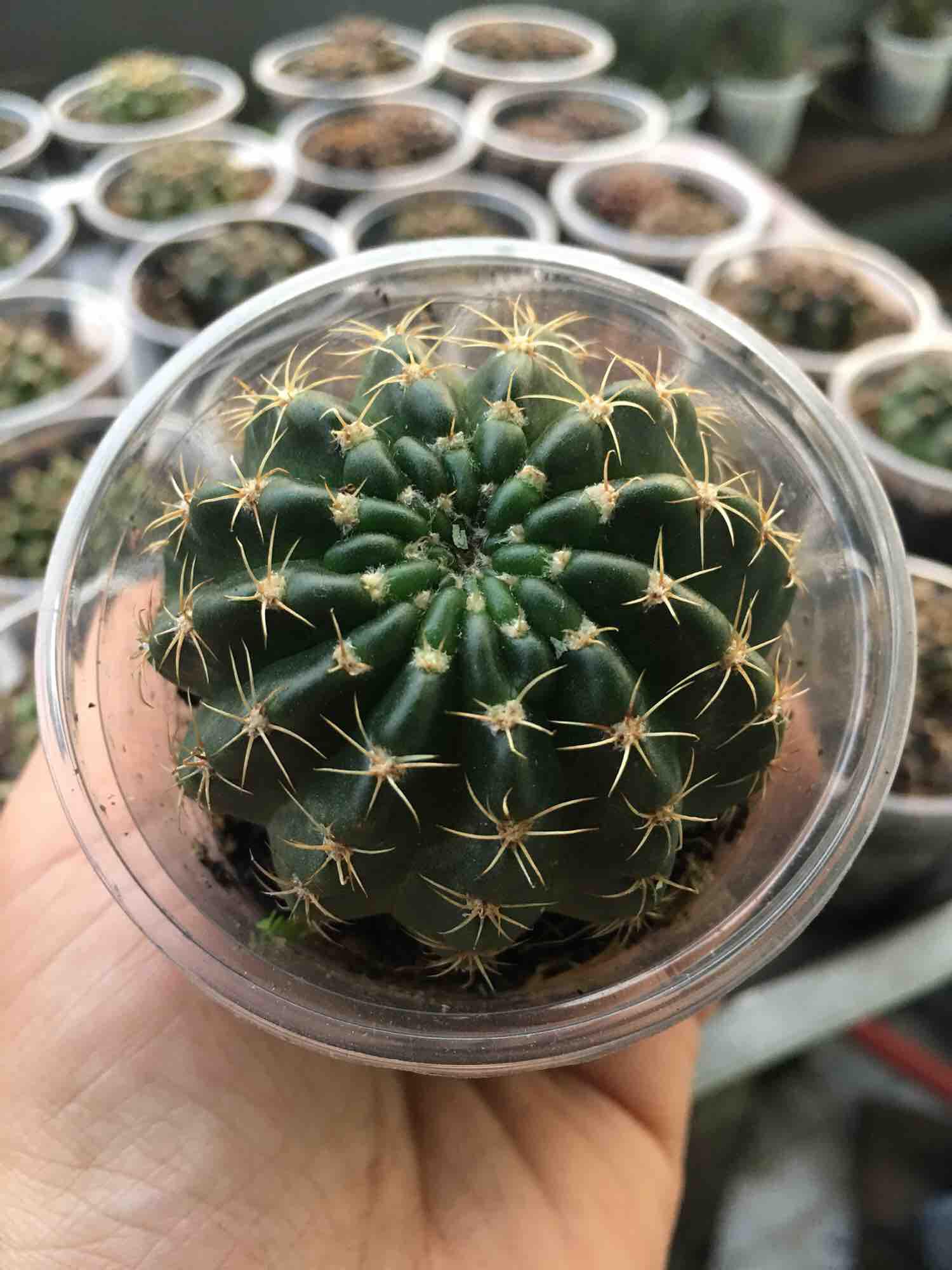 [HCM]Xương Rồng Lobi