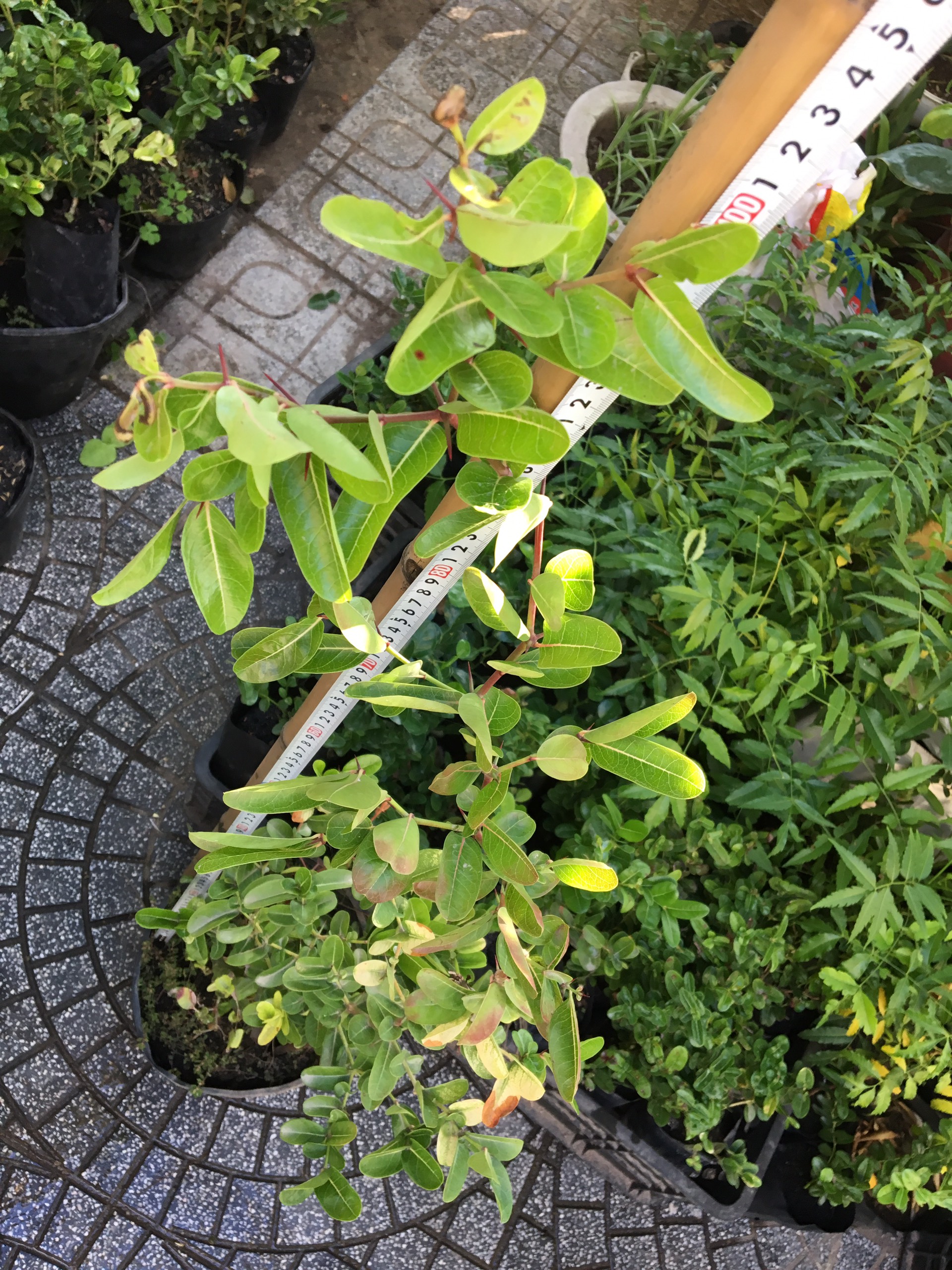 CÂY SIRO 2 NĂM TUỔI, SẮP CÓ TRÁI - CÂY SIRO SIÊU TRÁI, SIÊU KHỎE