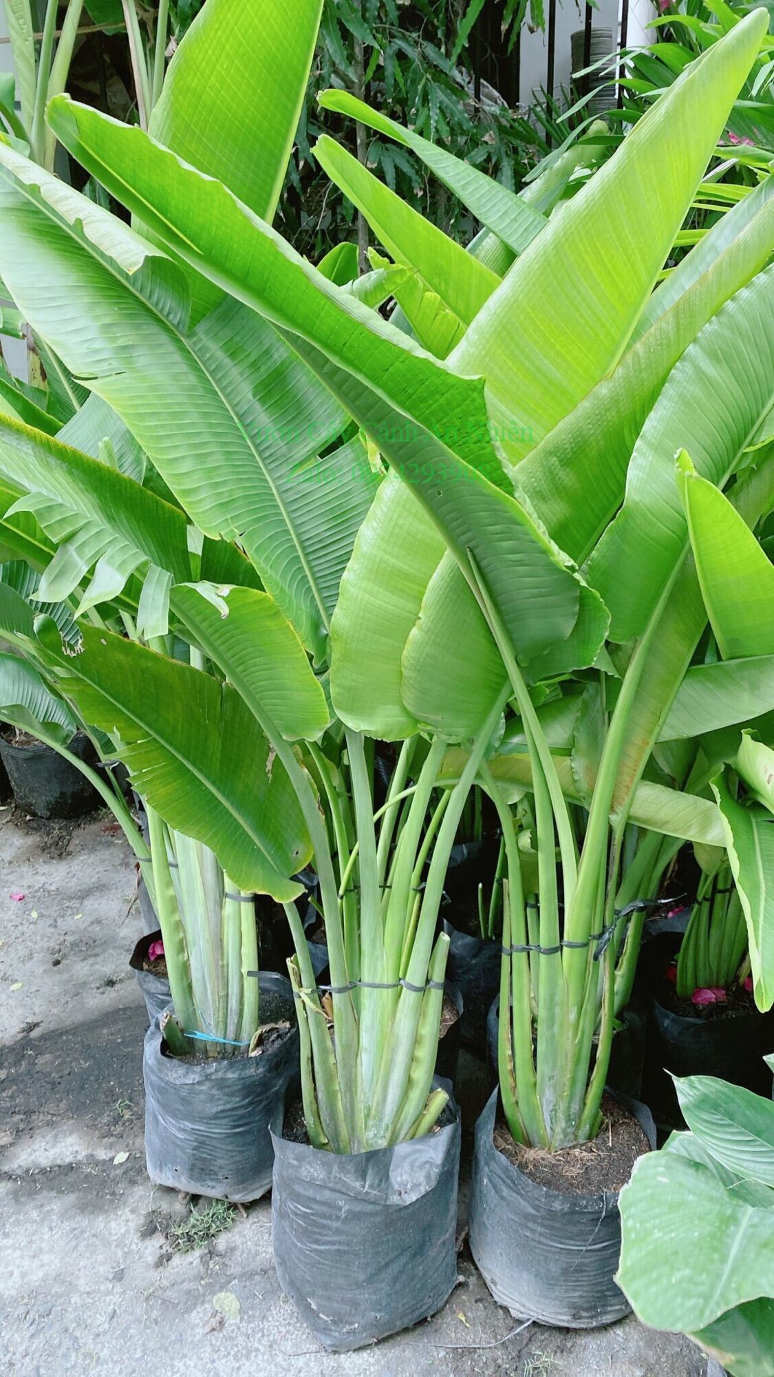 Cây chuối rẻ quạt