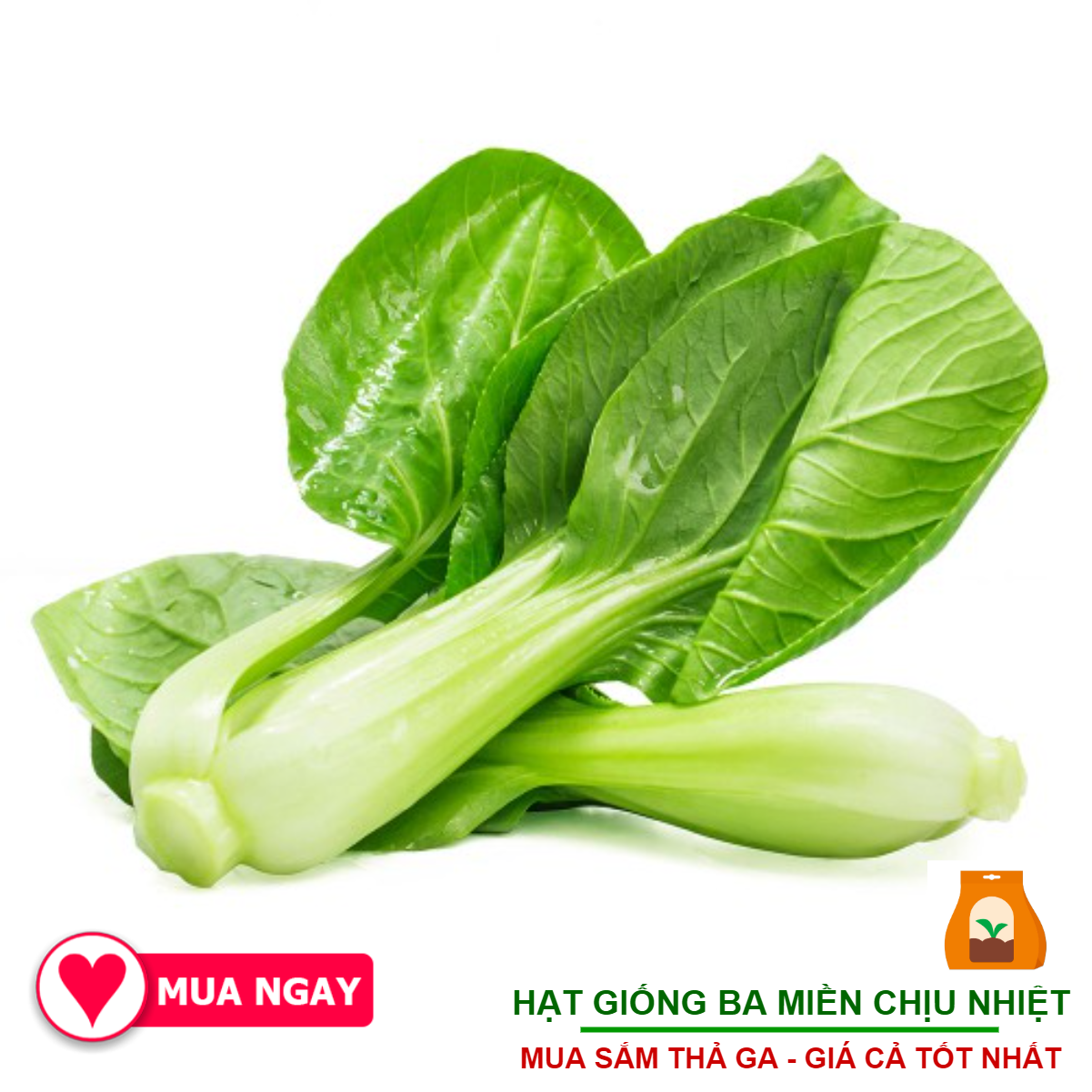 Cải Thìa Trang Nông