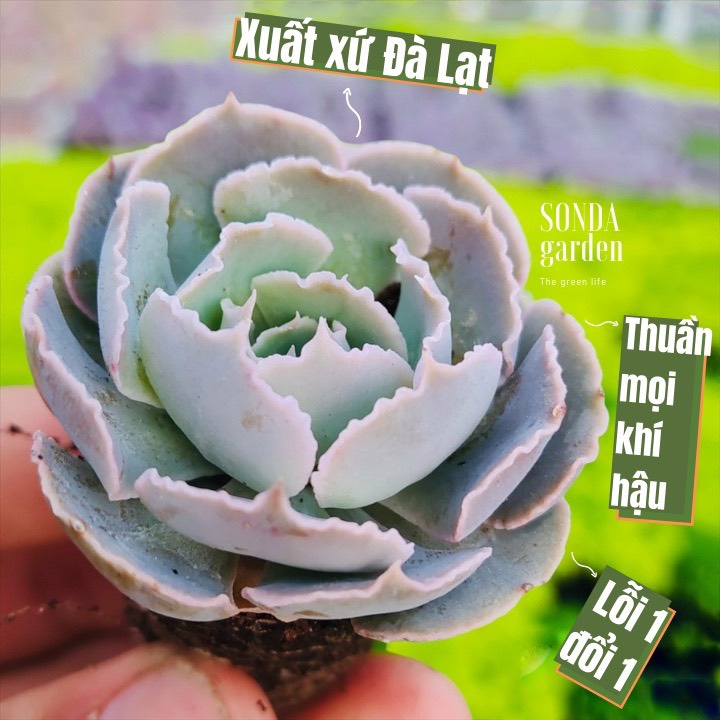 Sen đá bắp cải light purple size mini siêu khỏe đẹp lỗi 1 đổi 1