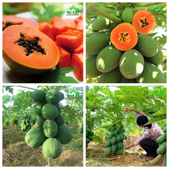 hạt giống đu đủ lùn siêu trái  gói 10 hạt  mua từ 50k tặng 2 sản phẩm