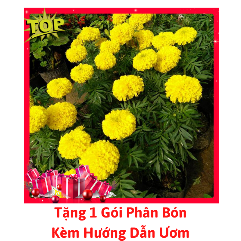 [Lấy mã giảm thêm 30%] Gói Hạt Giống Hoa Cúc Vạn Thọ Mỹ