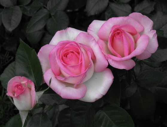 Hoa hồng Ngoại Monaco Rose