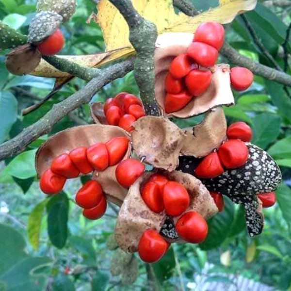 CÂY GIỐNG CÂY DỔI XANH