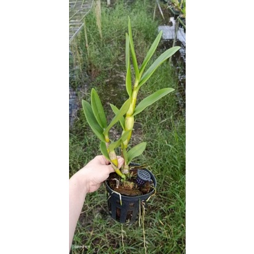 Lan denro nắng bà liễu cây tơ