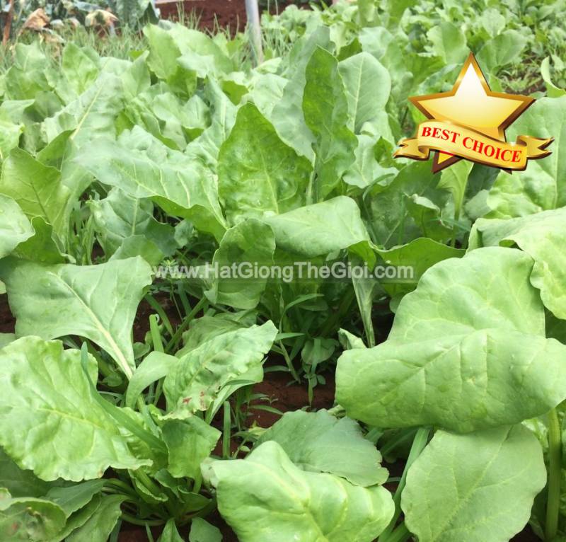 1kg hạt giống bó xôi chịu nhiệt siêu ngon