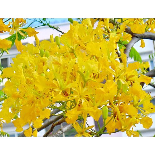 CÂY GIỐNG CÂY HOA PHƯỢNG VÀNG SIÊU ĐẸP