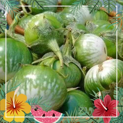 Hạt giống cà dĩa năng suất cao, 1 gói 1gr